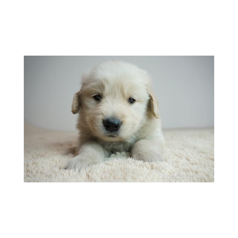 販売中の奈良県のゴールデンレトリーバー-435889の2枚目