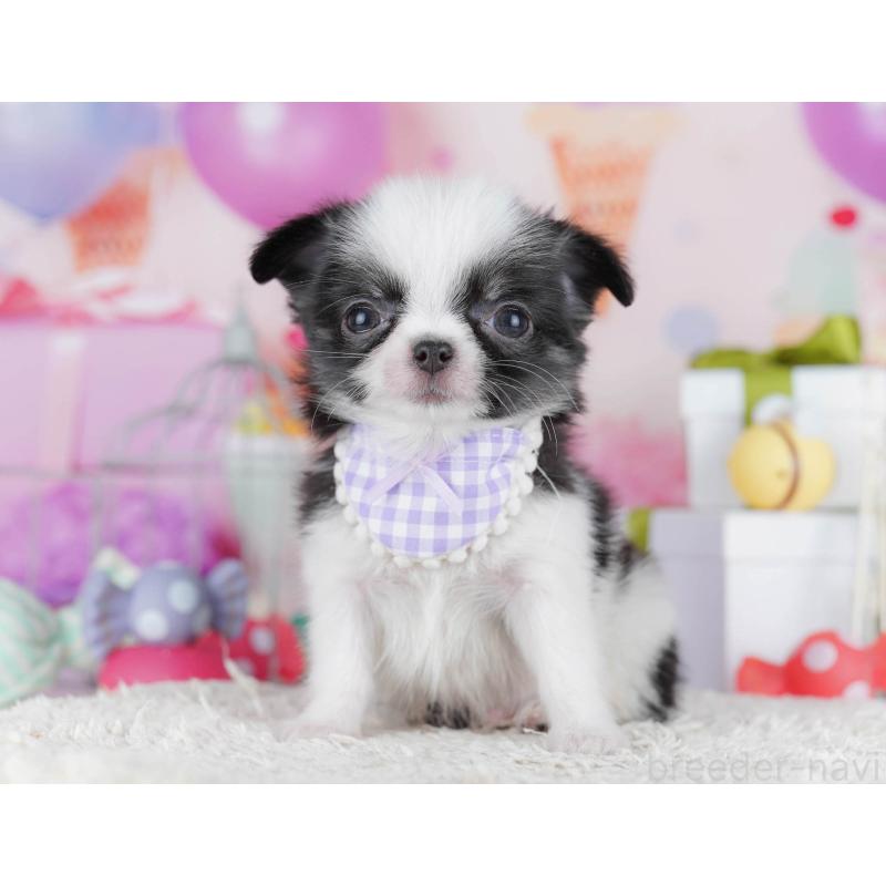 販売中の神奈川県のチワワ(ロングコート)-435888の15枚目