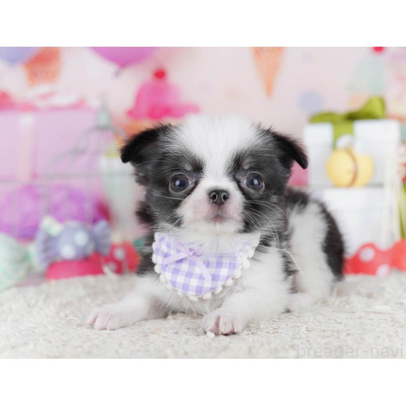 販売中の神奈川県のチワワ(ロングコート)-435888の14枚目