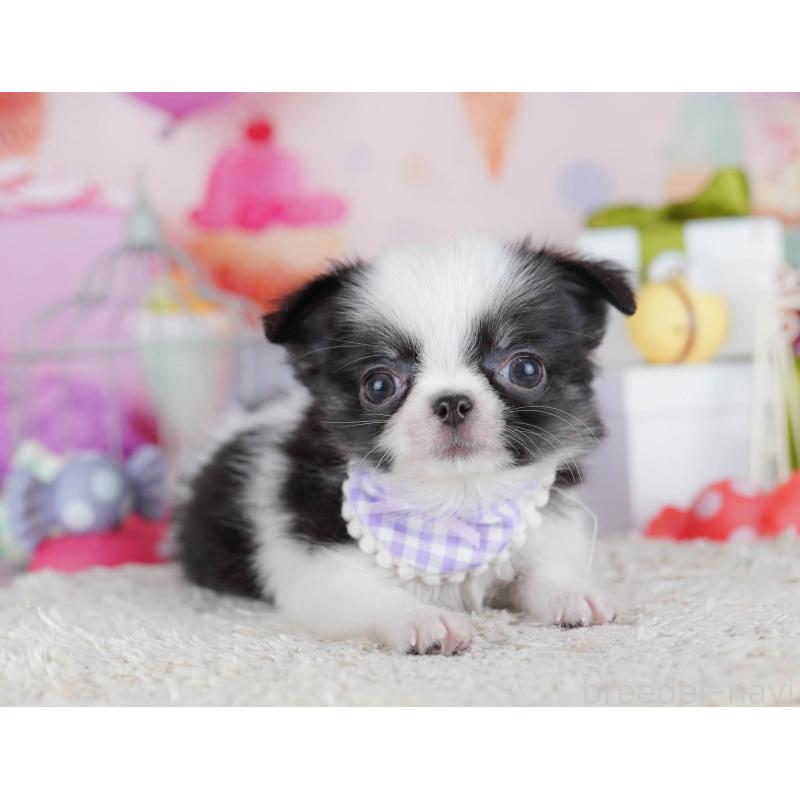 販売中の神奈川県のチワワ(ロングコート)-435888の13枚目