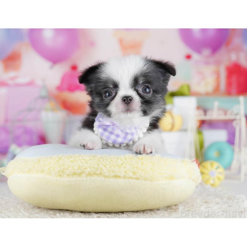 販売中の神奈川県のチワワ(ロングコート)-435888の11枚目