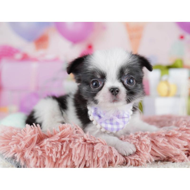 販売中の神奈川県のチワワ(ロングコート)-435888の10枚目