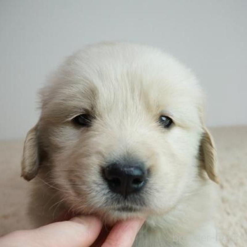 販売中の奈良県のゴールデンレトリーバー-435889