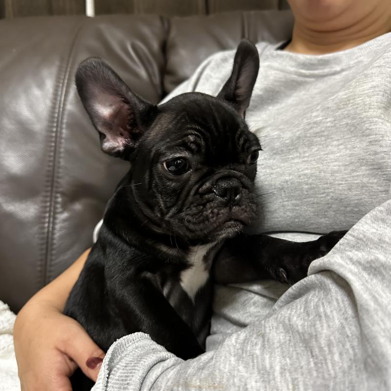 販売中の兵庫県のフレンチブルドッグ-426937の2枚目