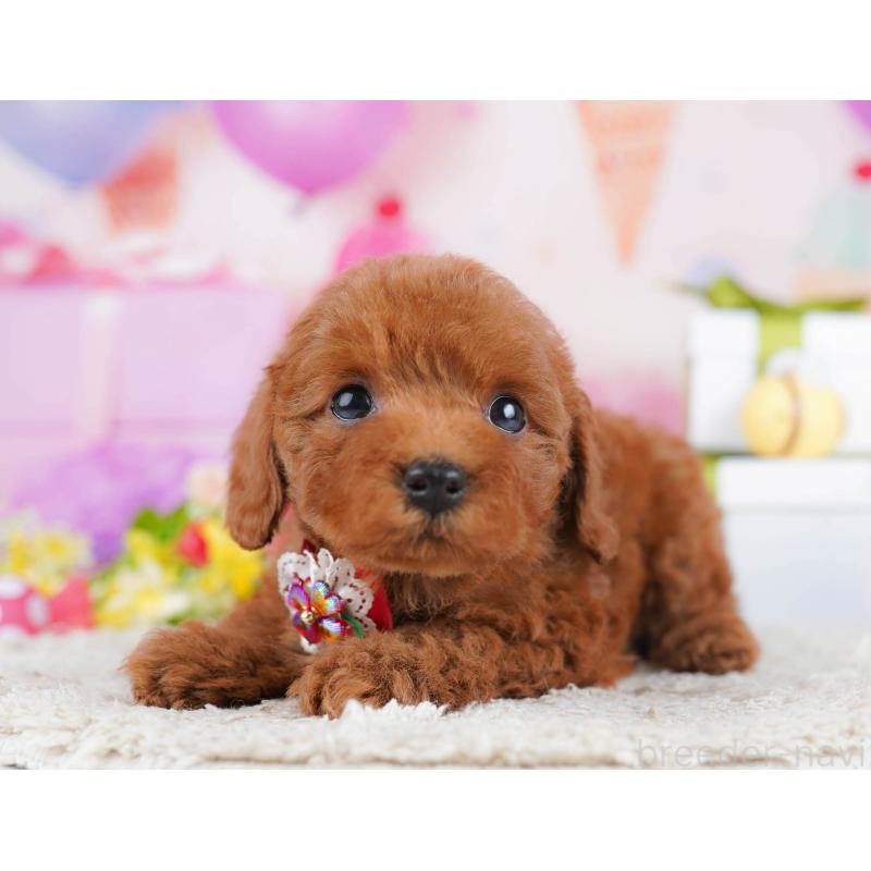 販売中の神奈川県のトイプードル-435890の15枚目