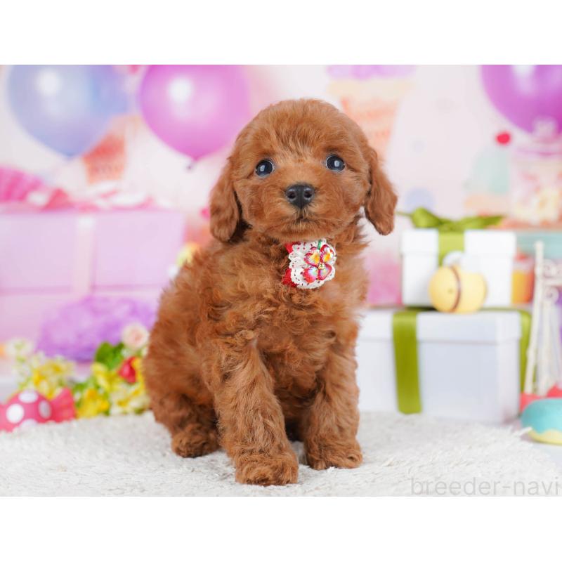 販売中の神奈川県のトイプードル-435890の14枚目