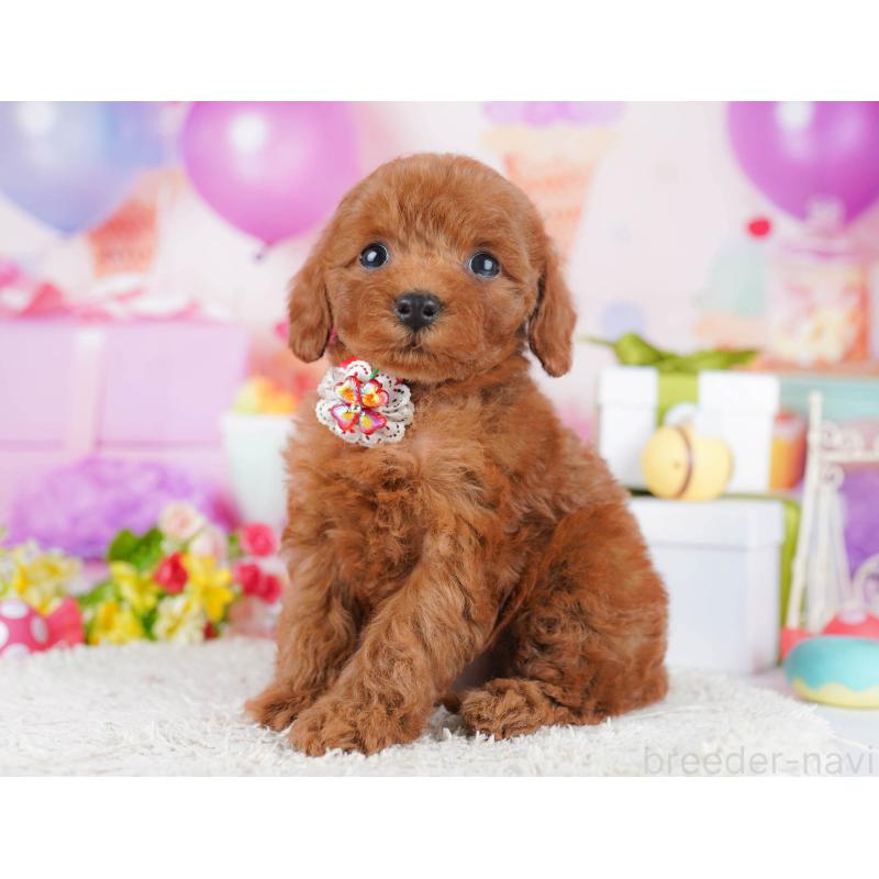 販売中の神奈川県のトイプードル-435890の13枚目