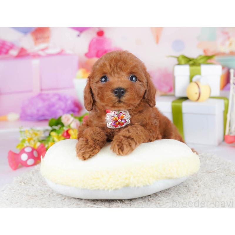 販売中の神奈川県のトイプードル-435890の12枚目