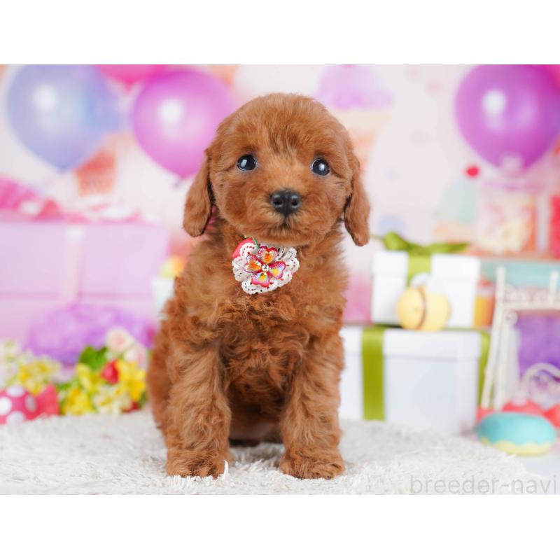 販売中の神奈川県のトイプードル-435890の11枚目