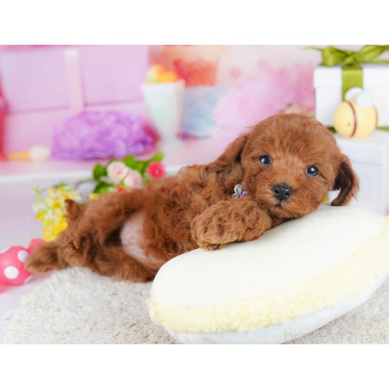 販売中の神奈川県のトイプードル-435890の10枚目