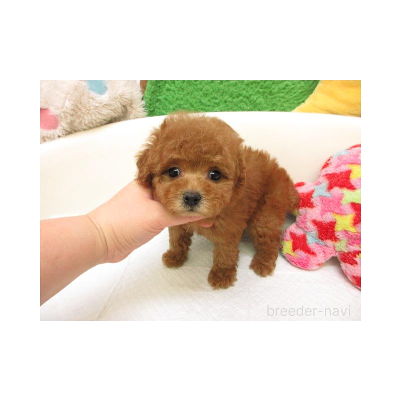 販売中の大阪府のトイプードル-435891の2枚目