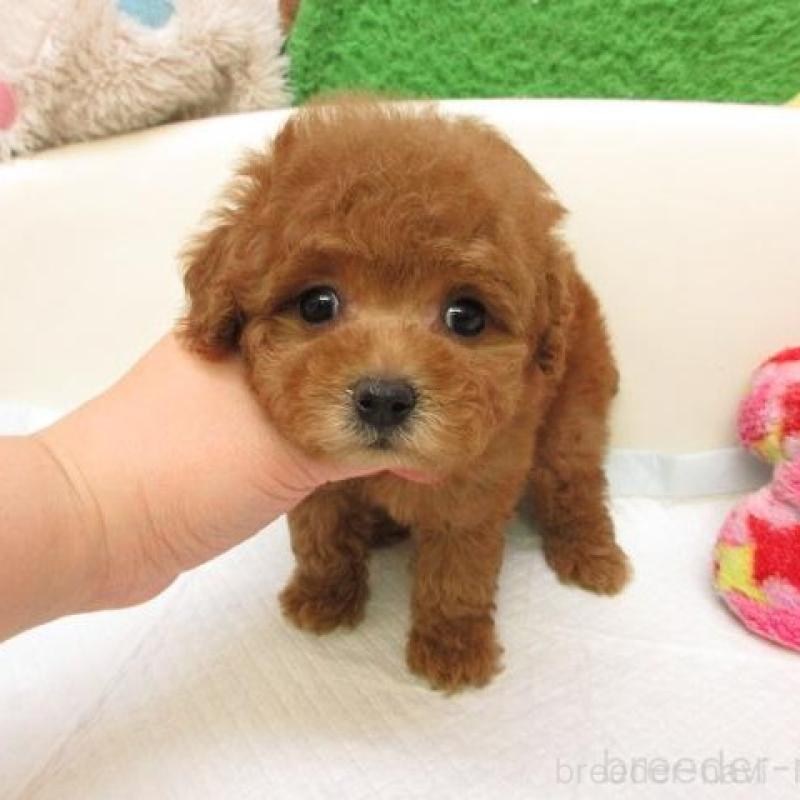 販売中の大阪府のトイプードル-435891