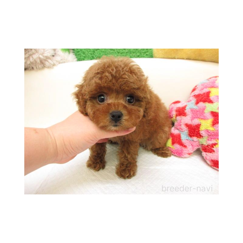 販売中の大阪府のトイプードル-435892の2枚目