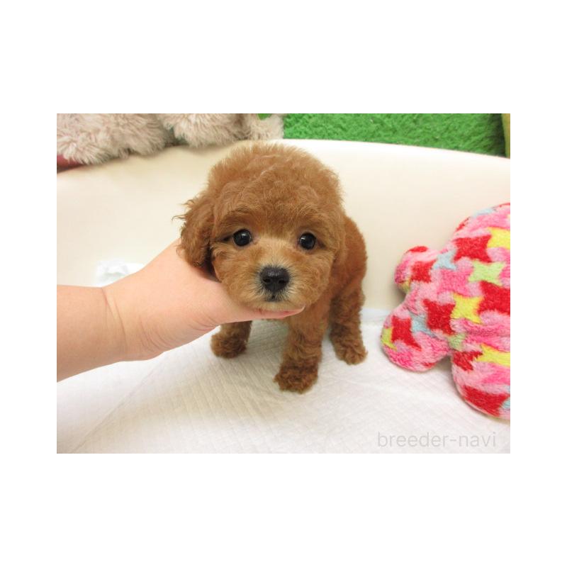 販売中の大阪府のトイプードル-435893の2枚目
