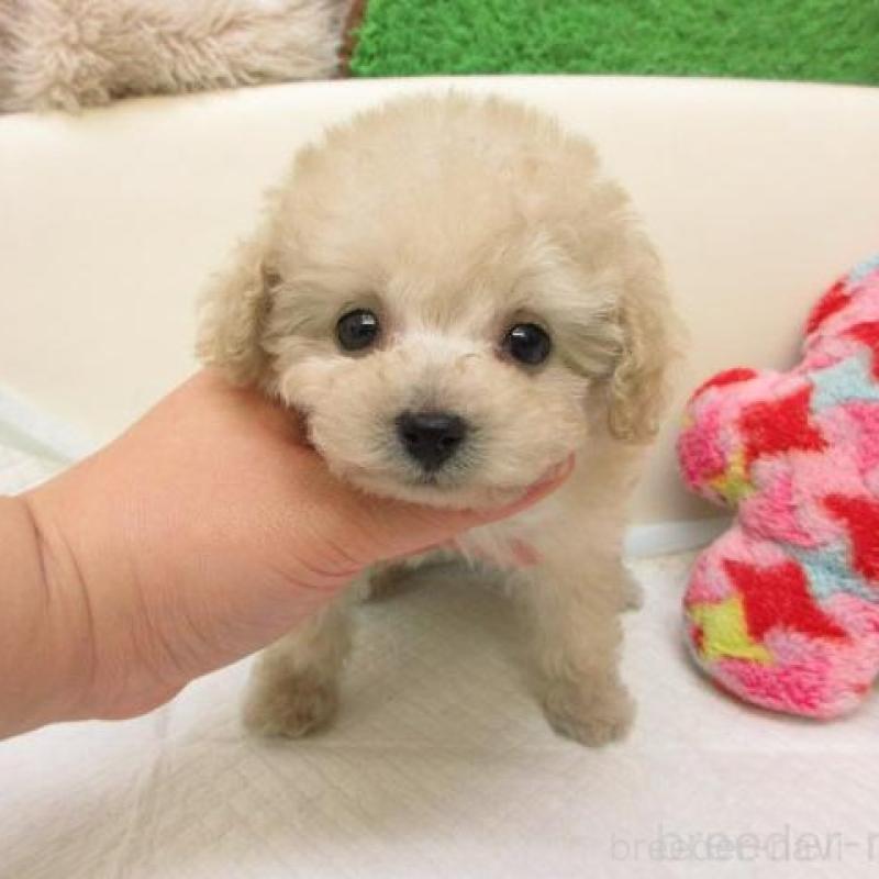 販売中の大阪府のトイプードル-435894