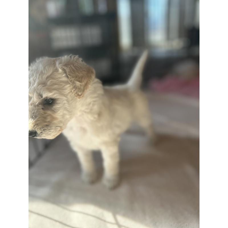 販売中の山梨県のスタンダードプードル-435896の3枚目