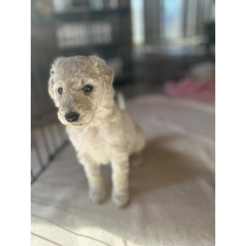 販売中の山梨県のスタンダードプードル-435896の2枚目