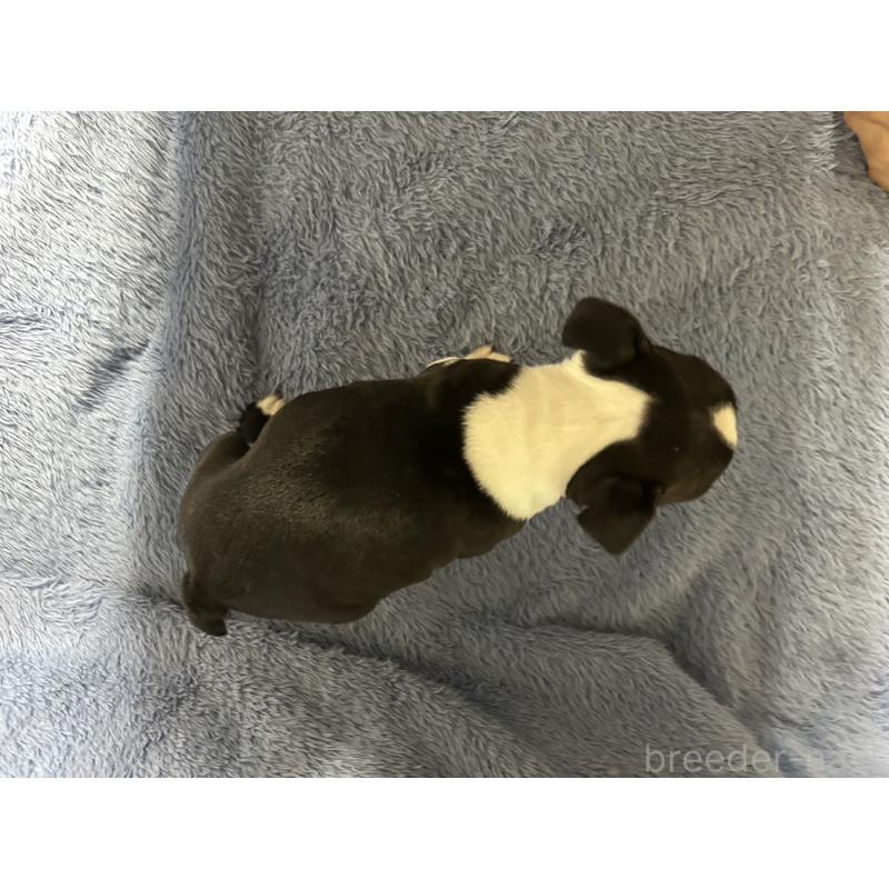 販売中の佐賀県のボストンテリア-435895の4枚目