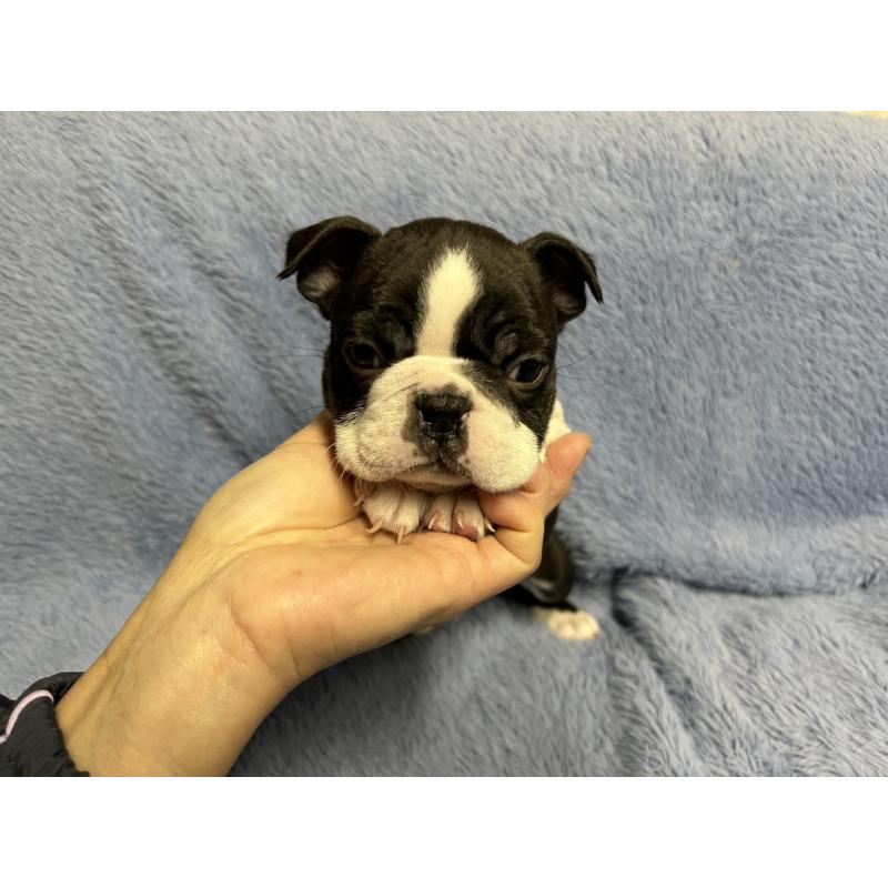 販売中の佐賀県のボストンテリア-435895の3枚目