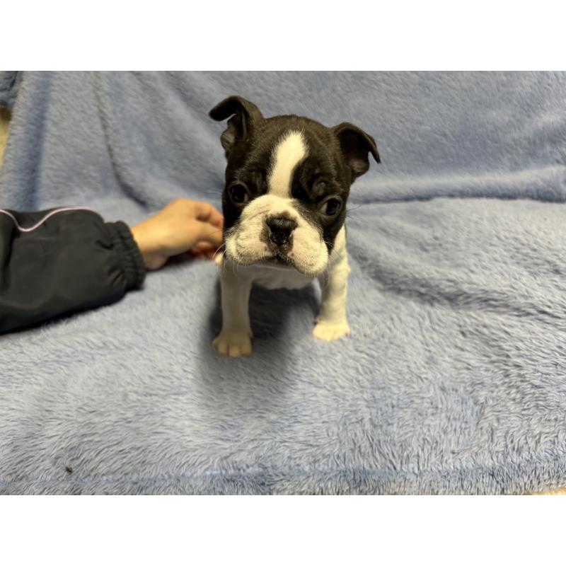 販売中の佐賀県のボストンテリア-435895の2枚目