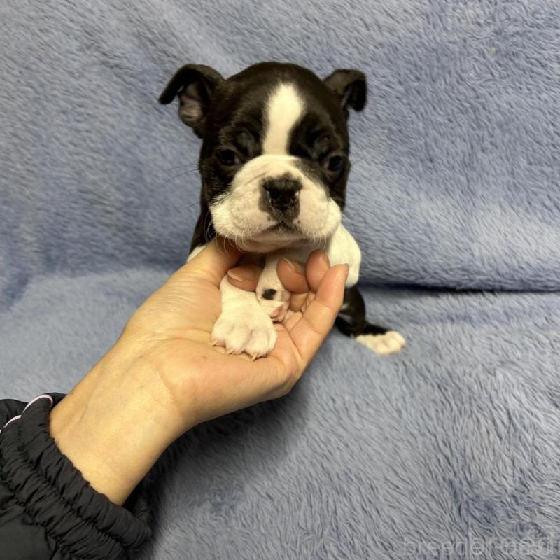 販売中の佐賀県のボストンテリア-435895