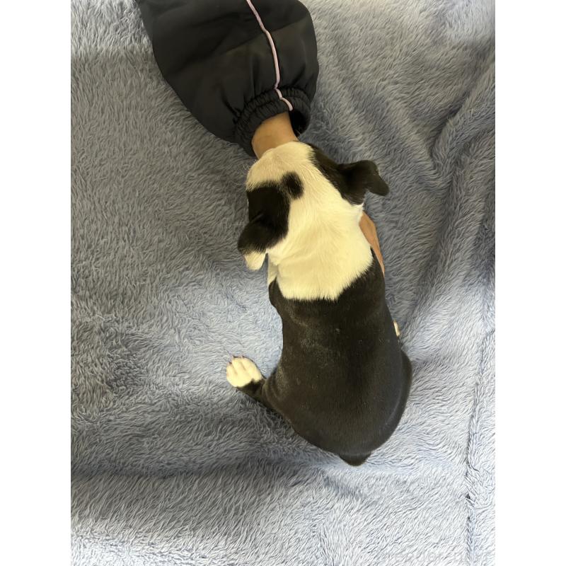 販売中の佐賀県のボストンテリア-435897の4枚目