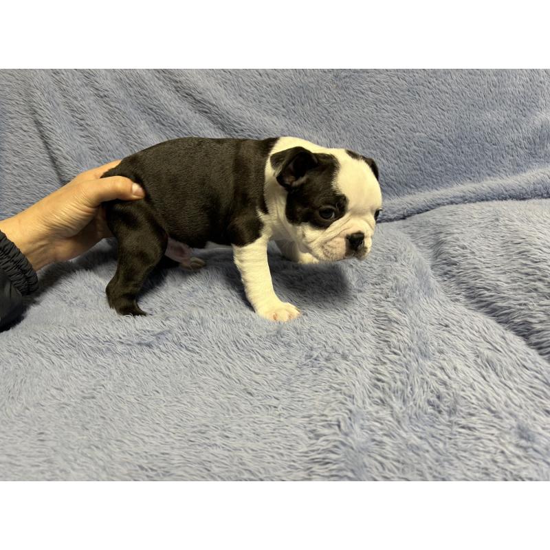 販売中の佐賀県のボストンテリア-435897の3枚目