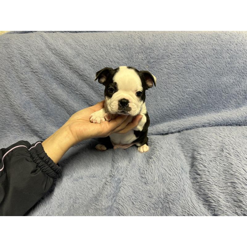 販売中の佐賀県のボストンテリア-435897の2枚目