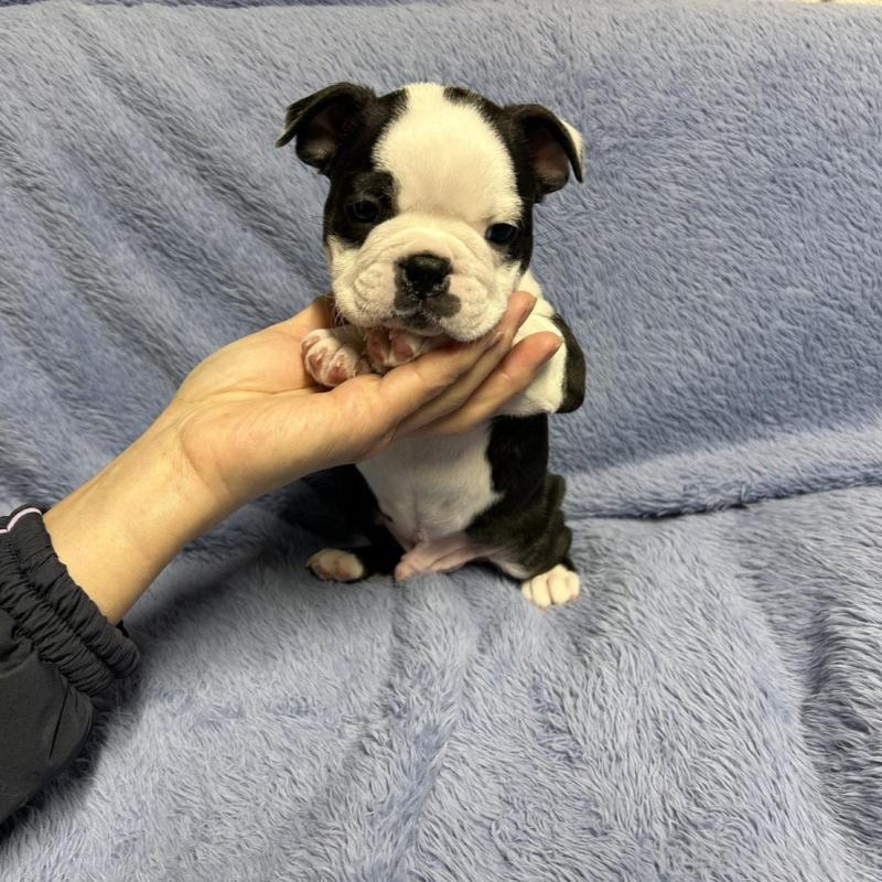 販売中の佐賀県のボストンテリア-435897の1枚目