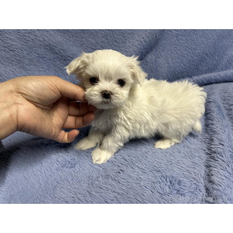 販売中の佐賀県のマルチーズ-435898の4枚目