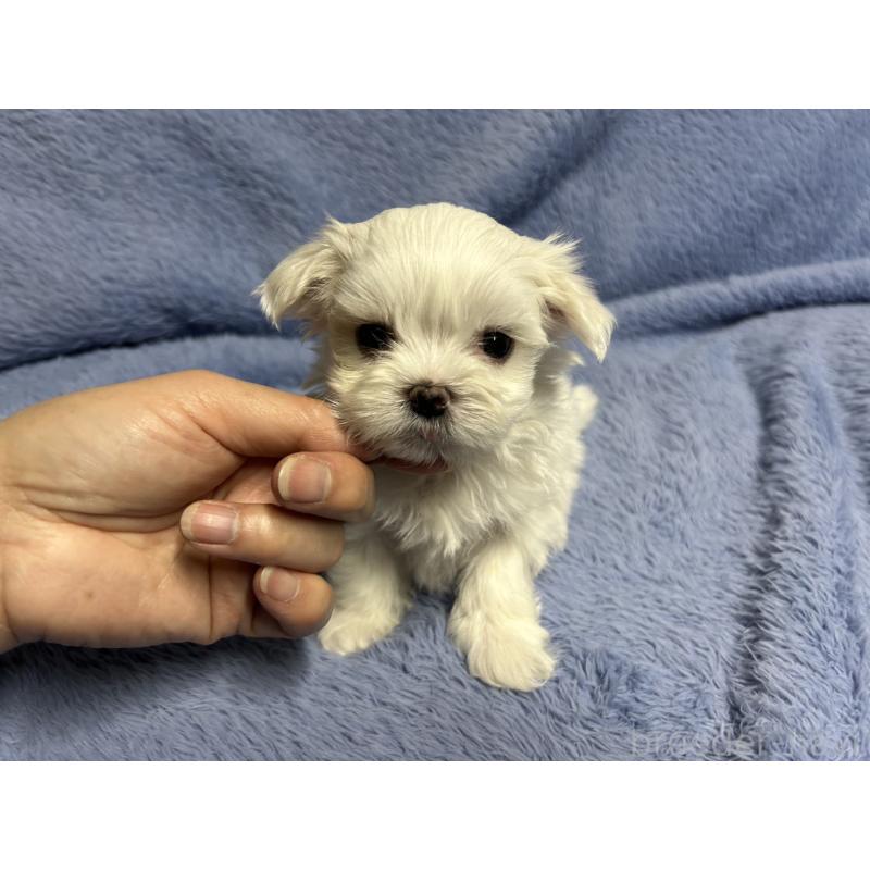 販売中の佐賀県のマルチーズ-435898の3枚目