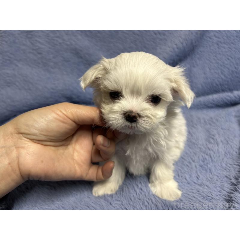 販売中の佐賀県のマルチーズ-435898の2枚目