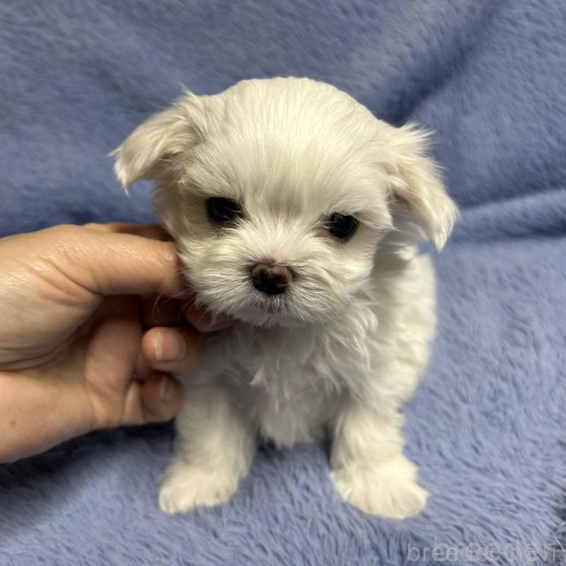 販売中の佐賀県のマルチーズ-435898の1枚目