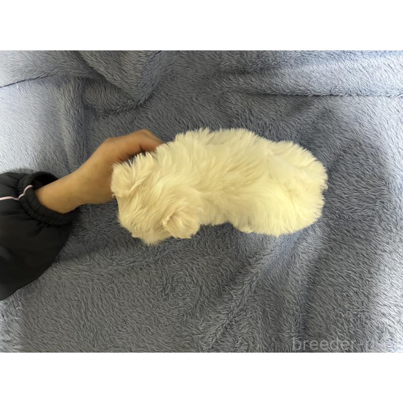 販売中の佐賀県のマルチーズ-435900の4枚目