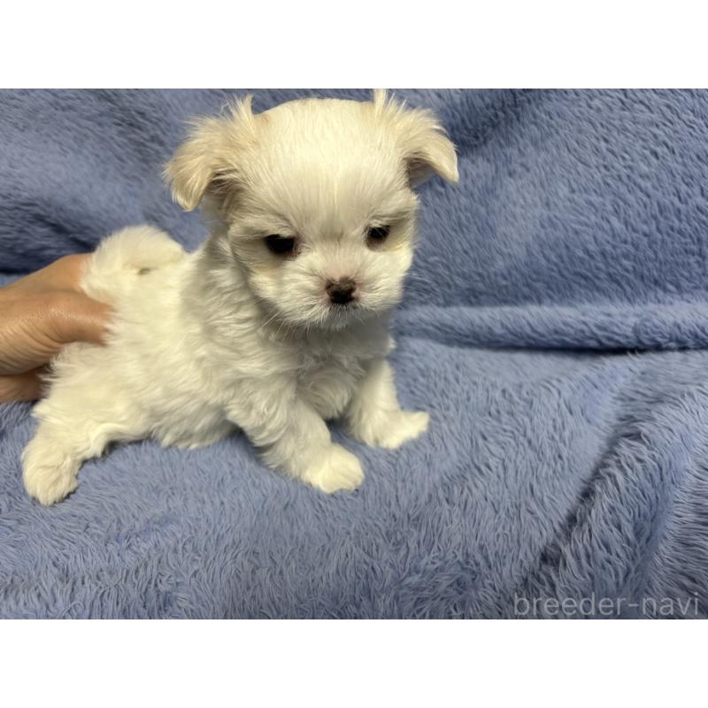 販売中の佐賀県のマルチーズ-435900の3枚目