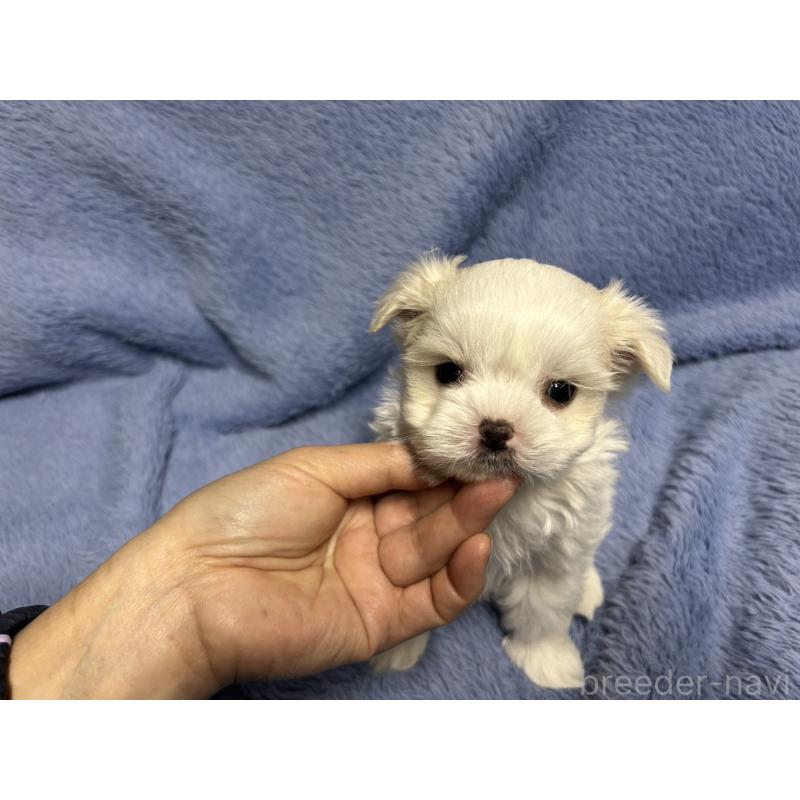 販売中の佐賀県のマルチーズ-435900の2枚目