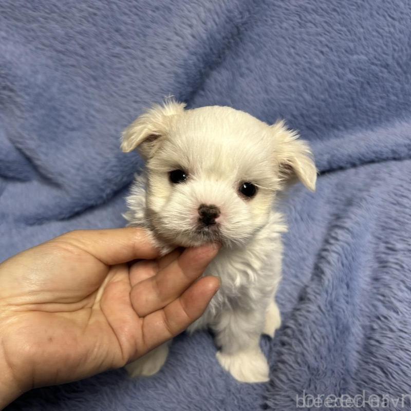 販売中の佐賀県のマルチーズ-435900