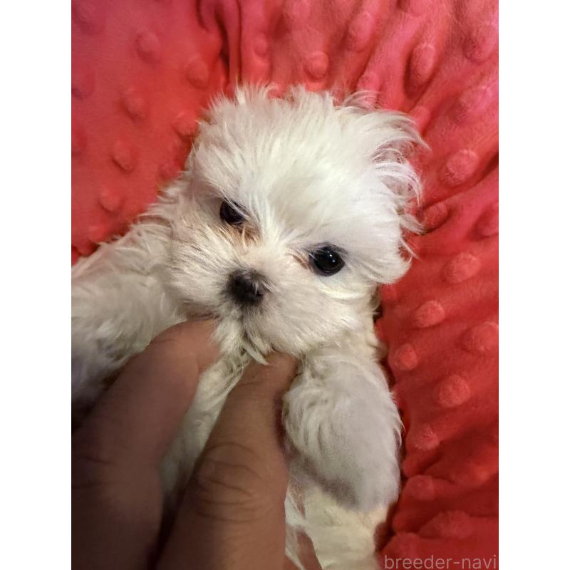 販売中の佐賀県のマルチーズ-431133の3枚目