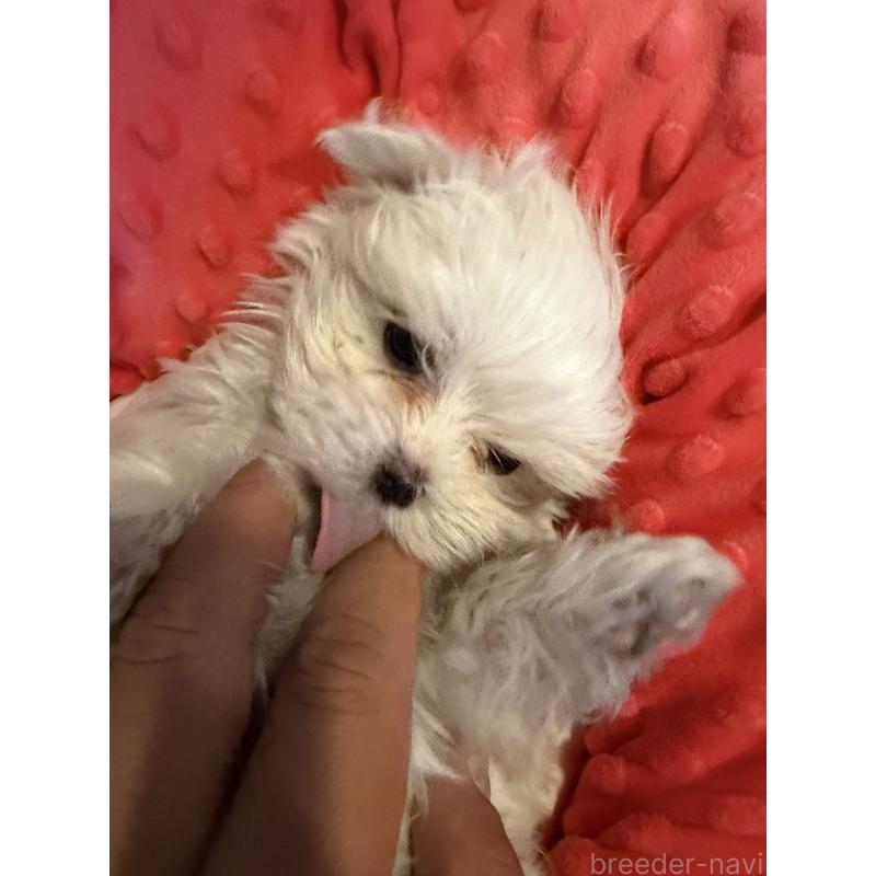 販売中の佐賀県のマルチーズ-431133の2枚目