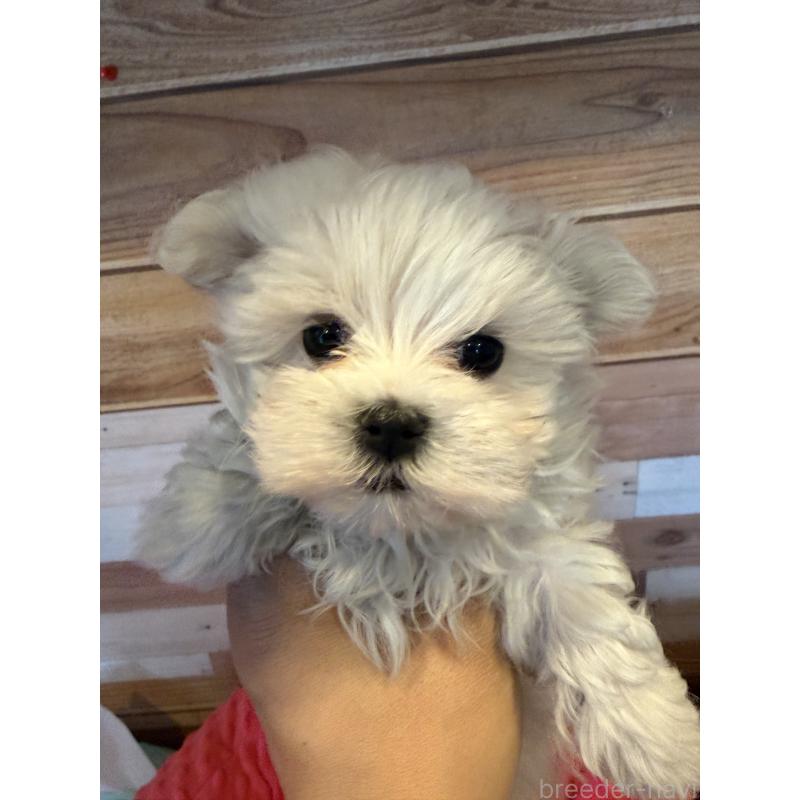 販売中の佐賀県のマルチーズ-431132の3枚目