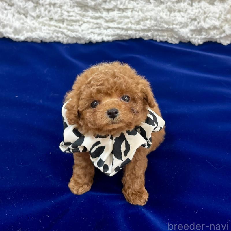 販売中の広島県のティーカッププードル-435905