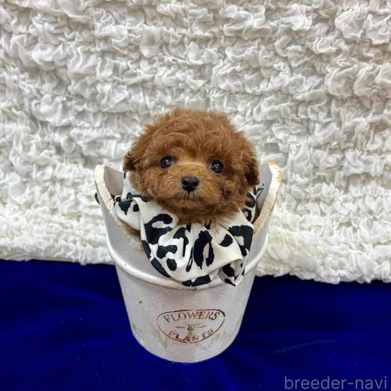 販売中の広島県のティーカッププードル-435905の4枚目