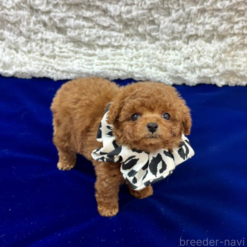 販売中の広島県のティーカッププードル-435905の3枚目