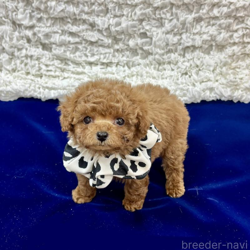 販売中の広島県のティーカッププードル-435905の2枚目