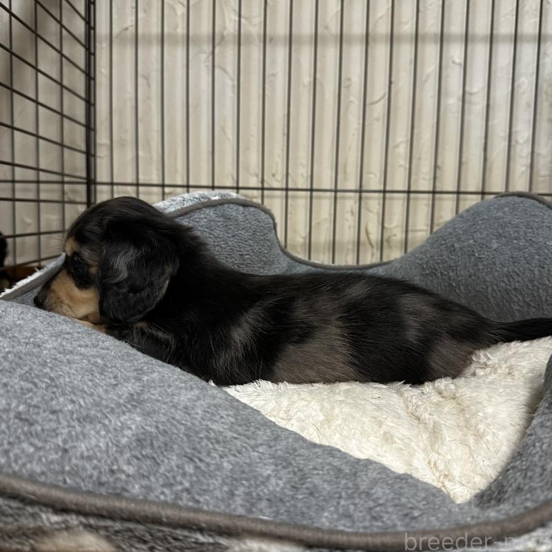 販売中の兵庫県のミニチュアダックスフンド(ロングヘアード)-435902の3枚目