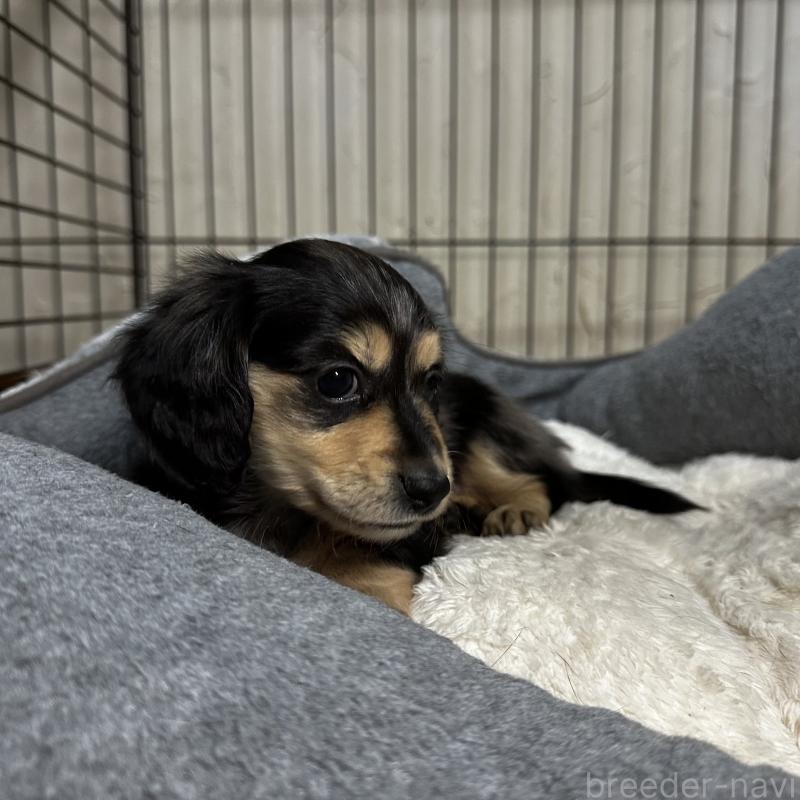 販売中の兵庫県のミニチュアダックスフンド(ロングヘアード)-435902の2枚目