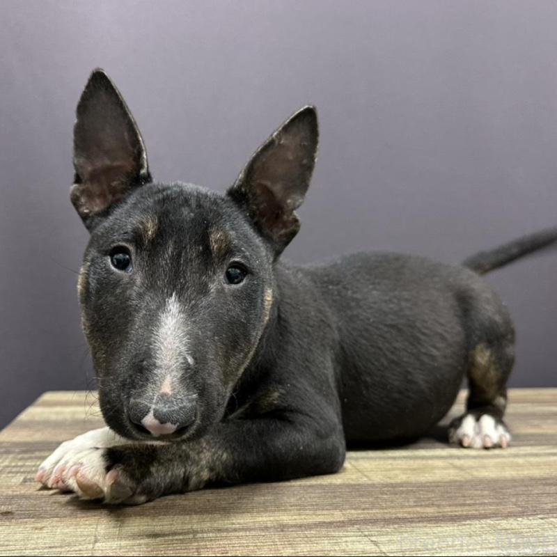 販売中の埼玉県のミニチュアブルテリア-435903の1枚目