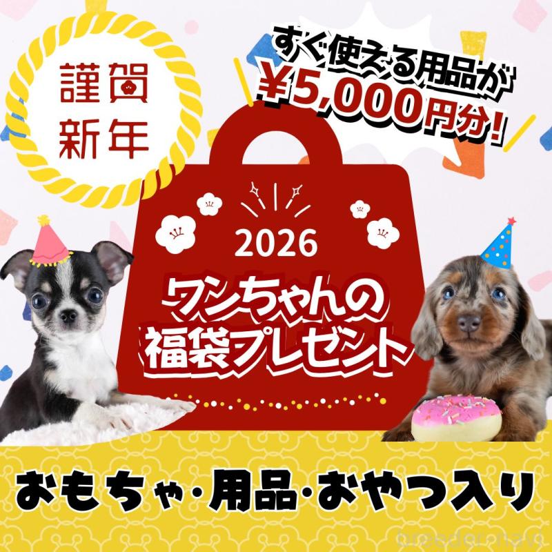 販売中の茨城県のミニチュアダックスフンド(ロングヘアード)-434819の4枚目