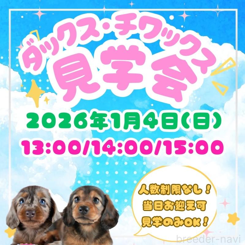 販売中の茨城県のミニチュアダックスフンド(ロングヘアード)-434940の3枚目