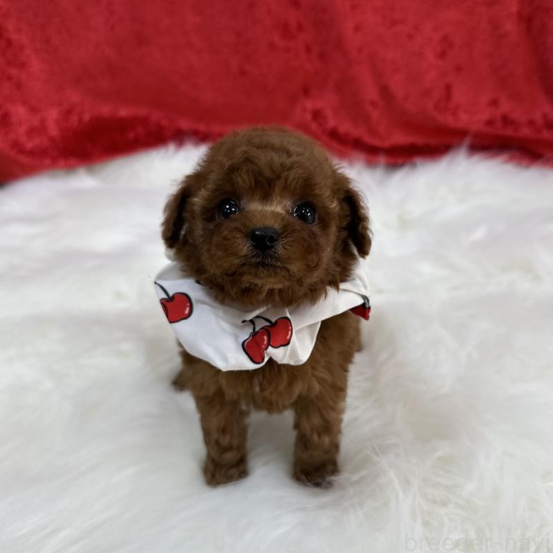 販売中の広島県のティーカッププードル-435906